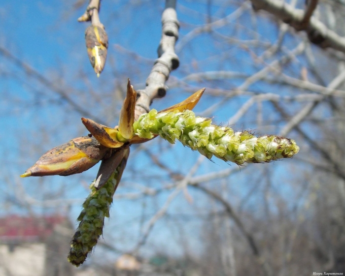 Тополь цветение сережки