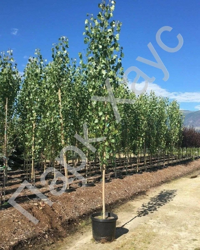 Тополь берлинский пирамидальный