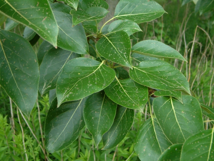 Тополь лавролистный populus laurifolia