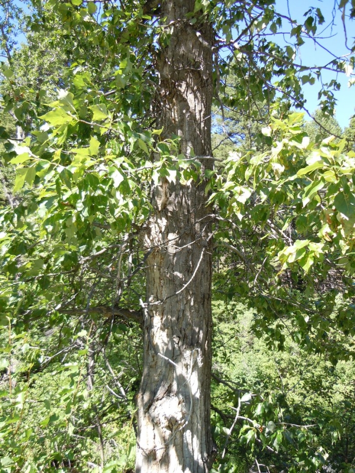 Тополь бальзамический крона