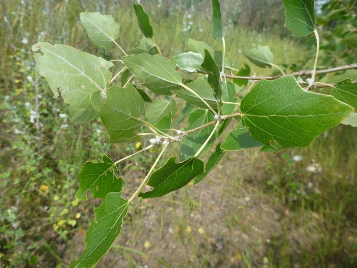 Тополь populus alba