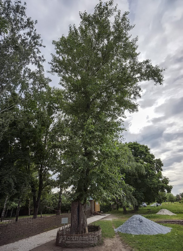 Тополь есенина в константиново