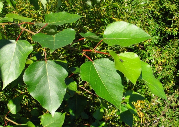 Populus nigra лист