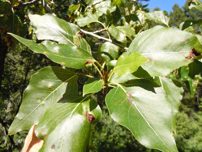 Populus trichocarpa