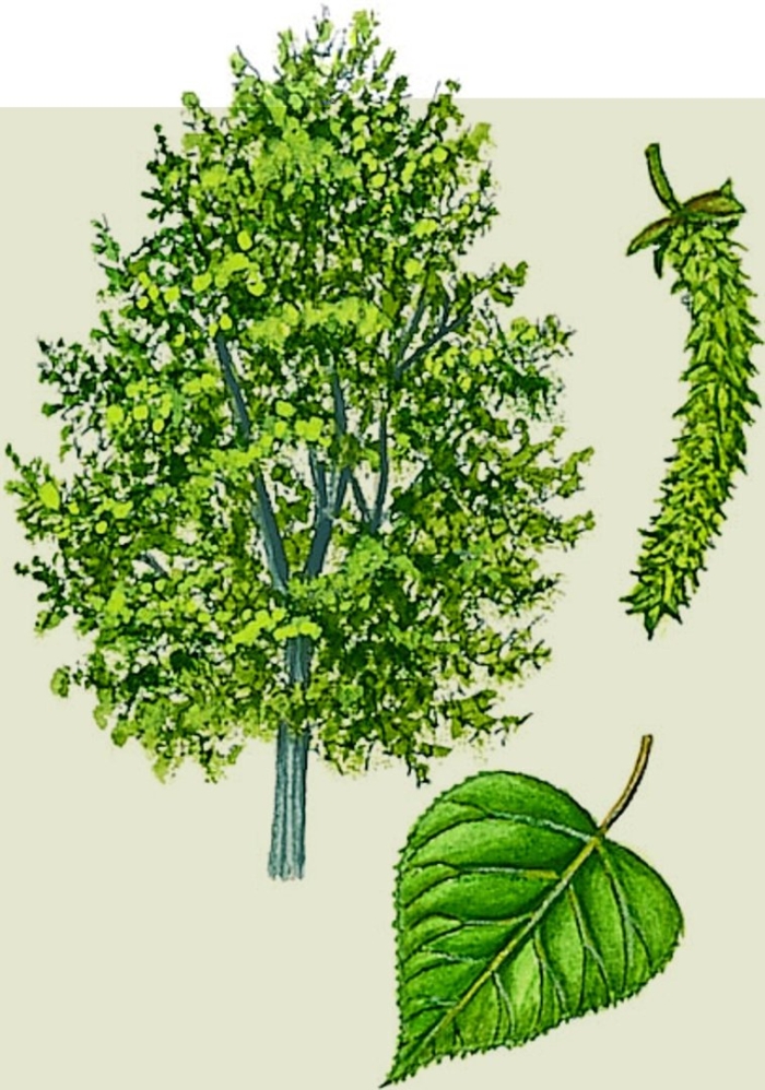 Тополь дерево лист