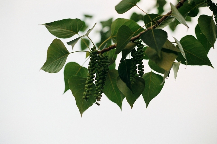 Тополь черный осокорь