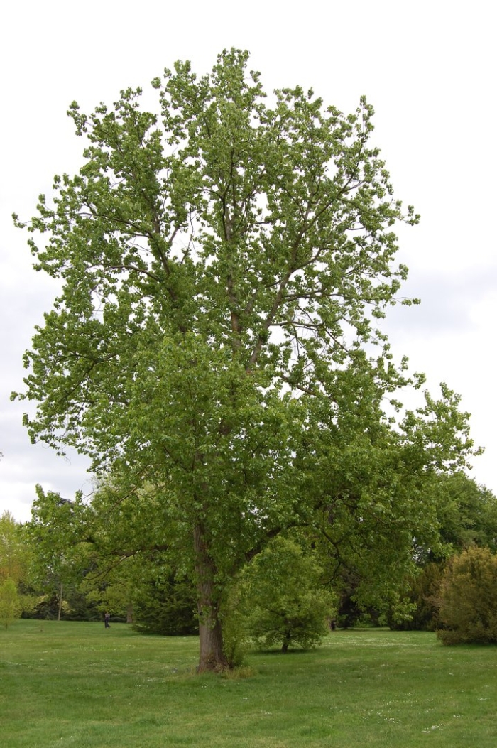 Populus suaveolens