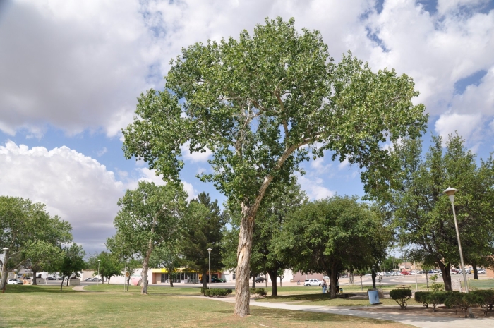 Тополь дерево