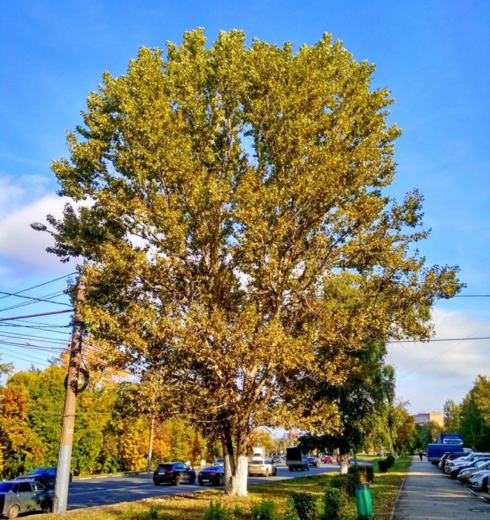 Дерево тополь