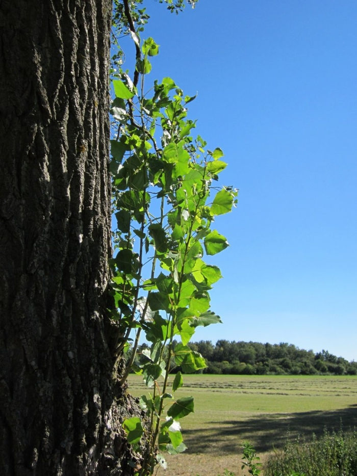 Тополь сибирский