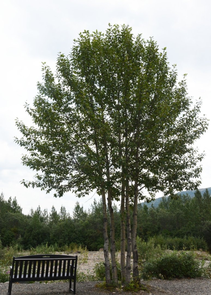 Betula nigra