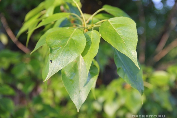 Тополь лавролистный листья