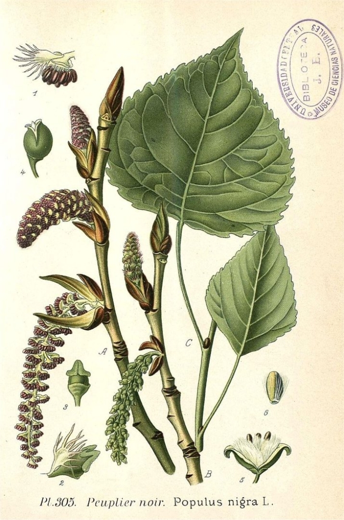 Осина обыкновенная (pópulus trémula)