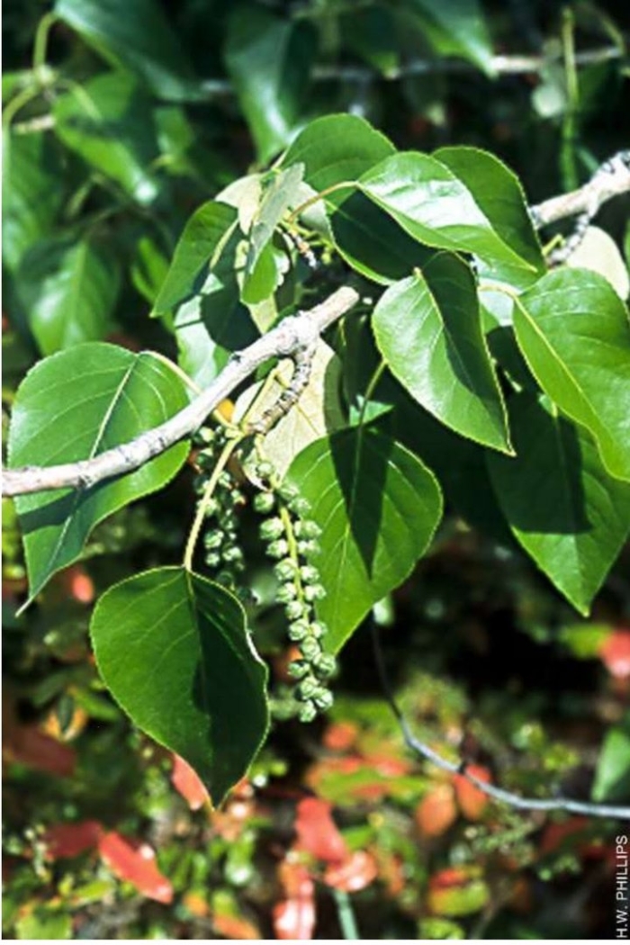 Populus nigra l. – тополь чёрный