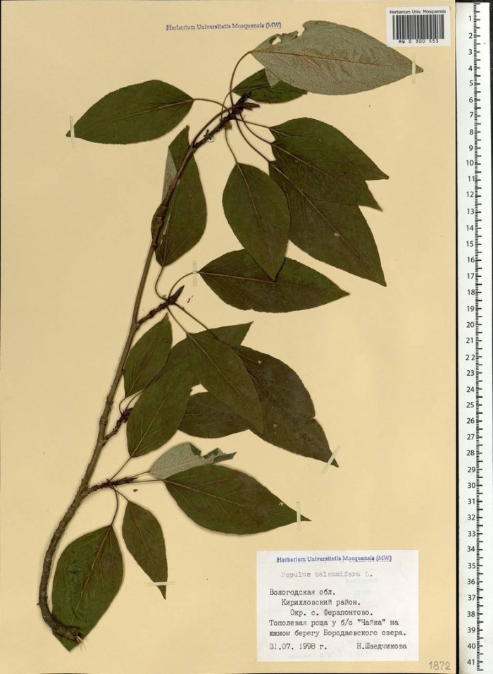 Populus balsamifera