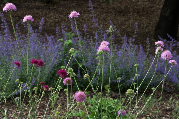 Короставник македонский