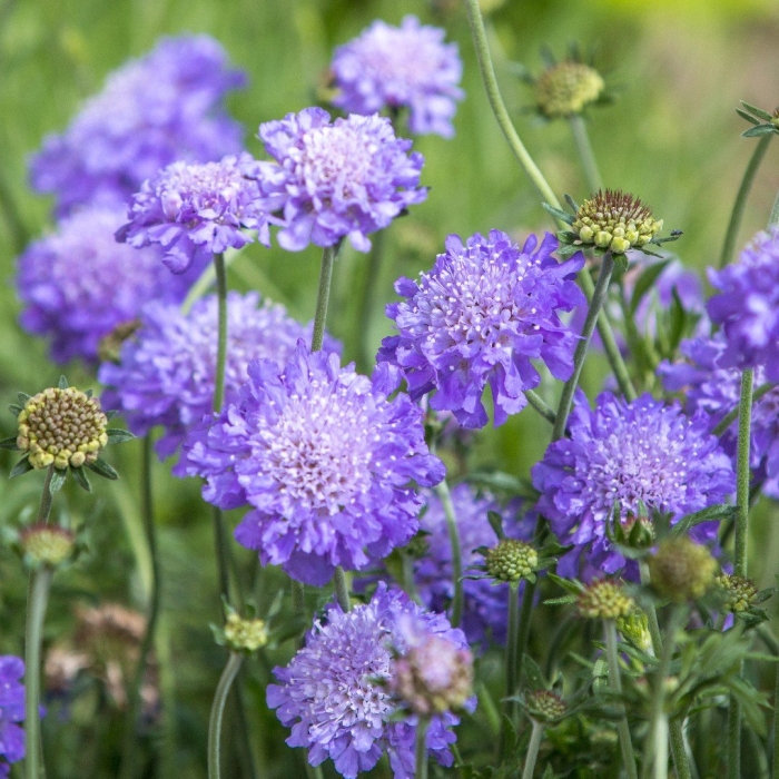 Скабиоза ритц блю