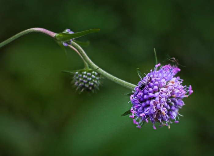 Сивец растение луговой