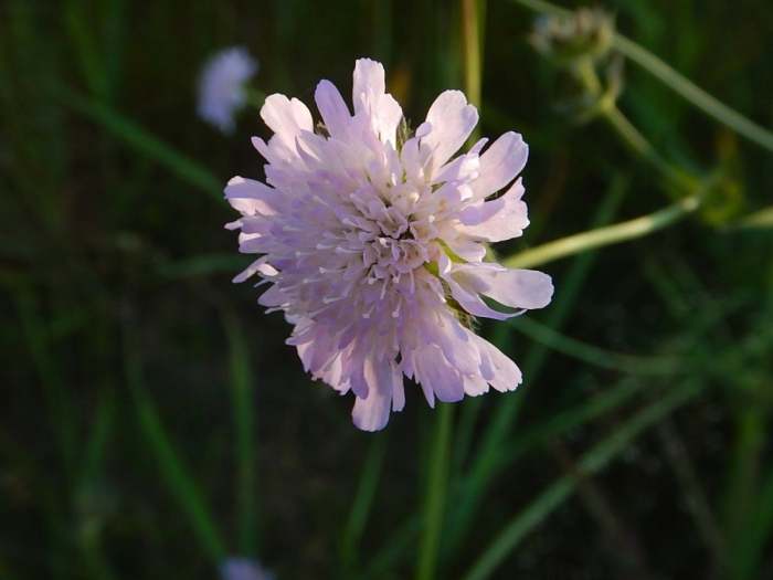 Короставник полевой