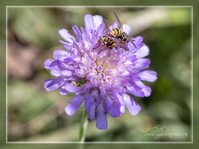 Цветок скабиоза
