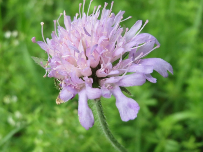 Короставник полевой