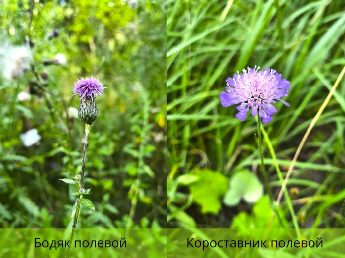 Короставник полевой