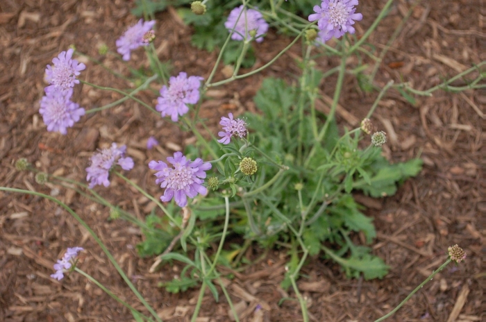 Скабиоза степная