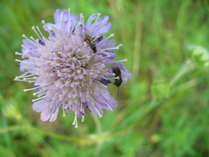Короставник полевой