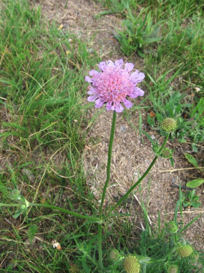 Scabiosa caucasica