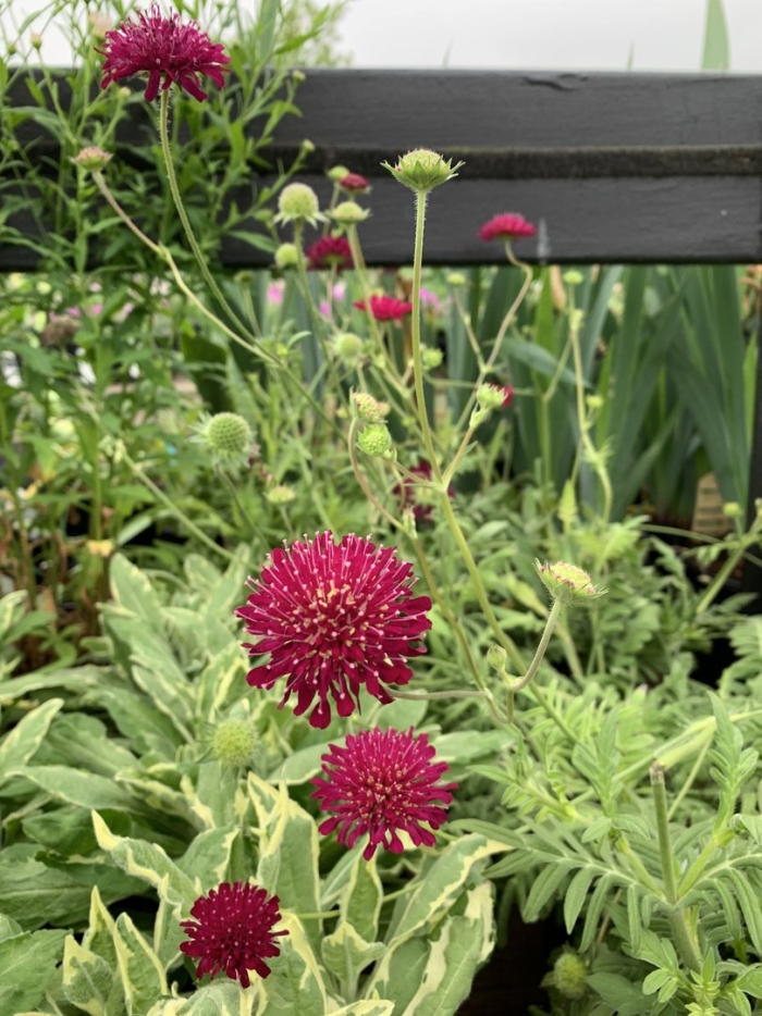 Короставник македонский (knautia macedonica)