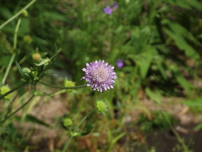 Scabiosa atropurpurea