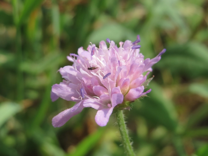 Короставник полевой