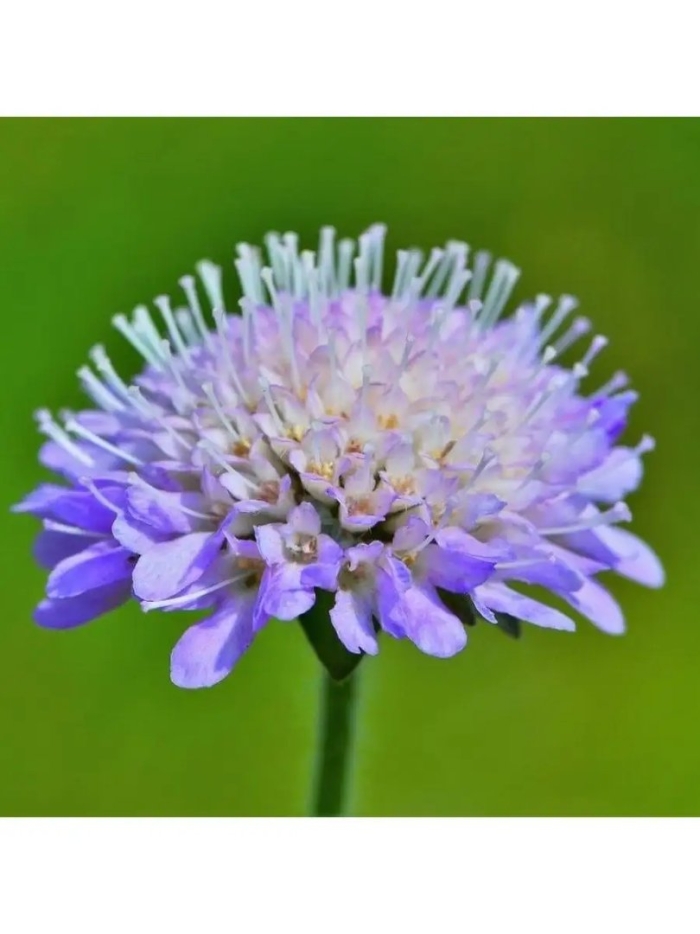 Короставник полевой