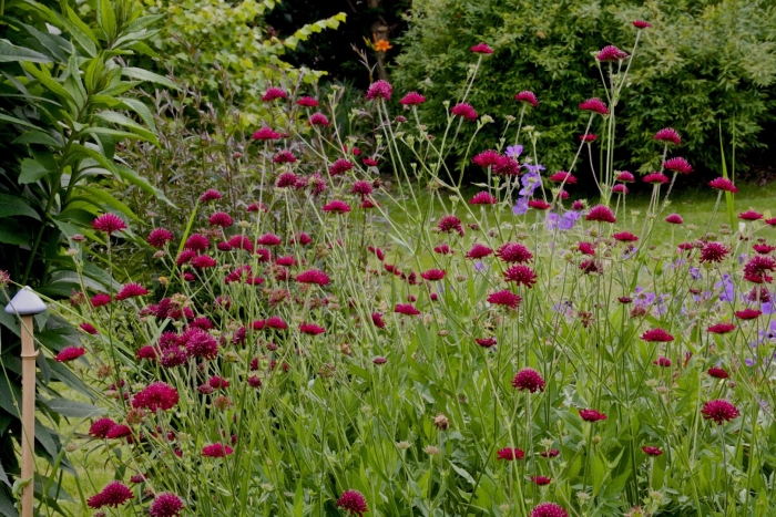 Кровохлебка в цветнике