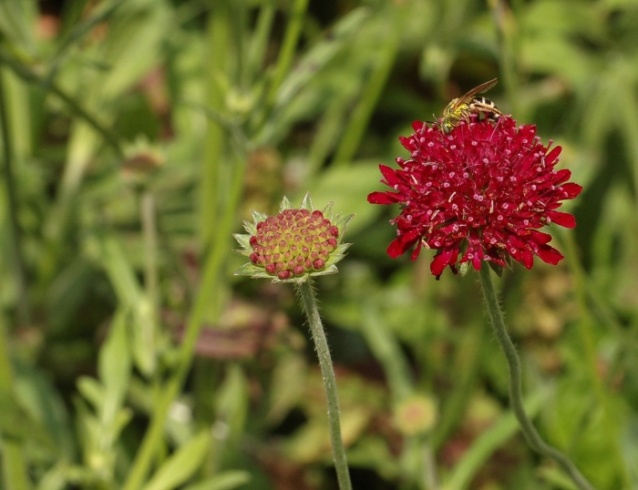 Короставник македонский (knautia macedonica)