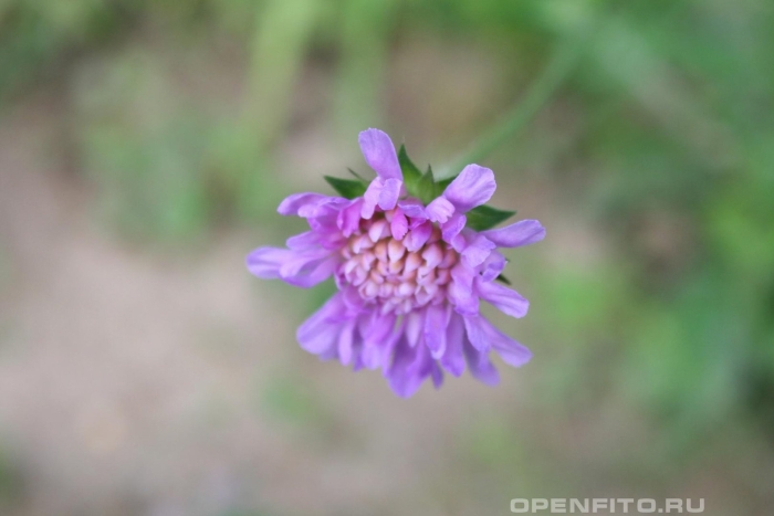 Короставник македонский