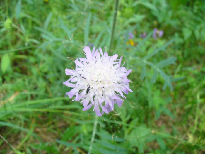 Таволга и короставник