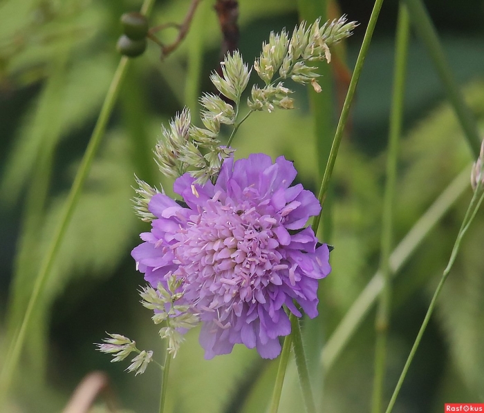 Короставник полевой
