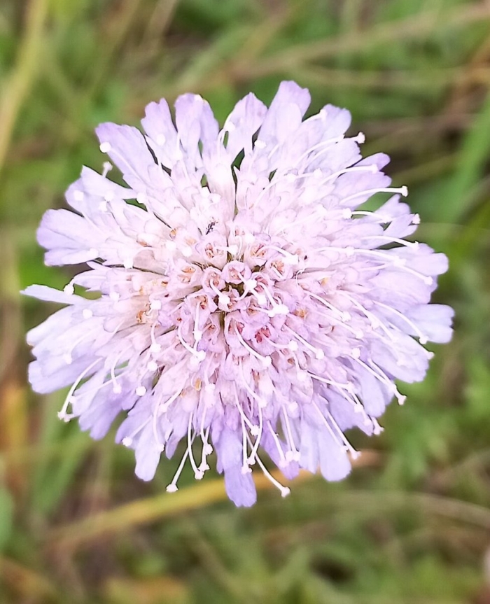 Полевой цветок