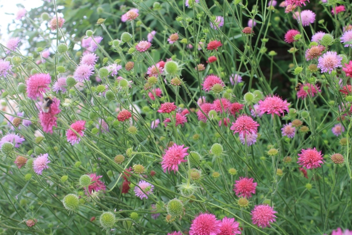 Knautia macedonica