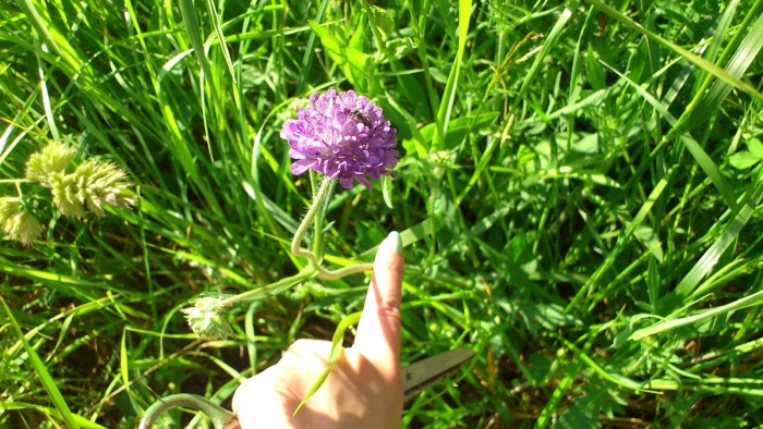 Короставник полевой