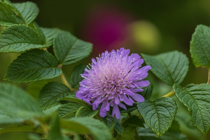 Короставник полевой