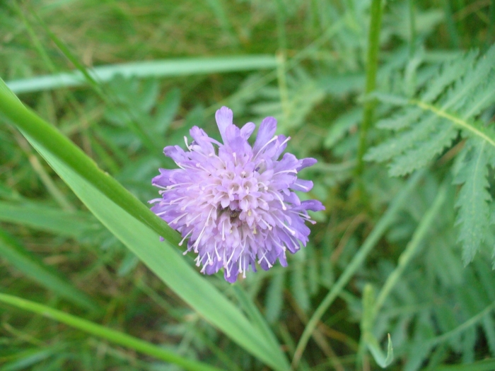 Короставник полевой (knautia arvensis)