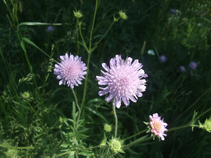 Scabiosa columbaria