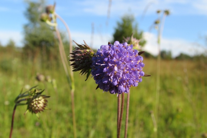 Сивец луговой