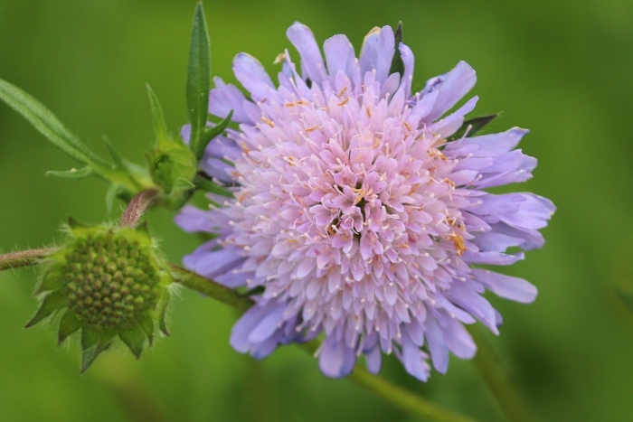 Короставник полевой