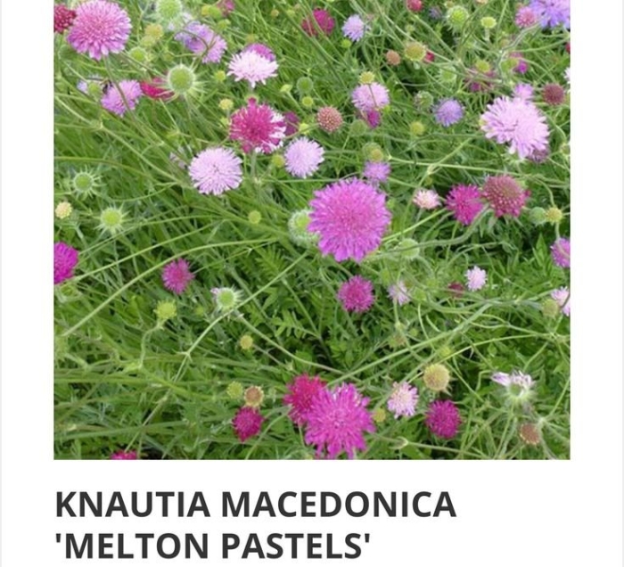 Короставник македонский  melton pastels