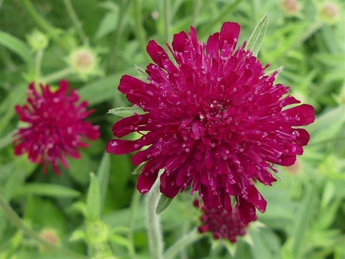Короставник македонский (knautia macedonica)