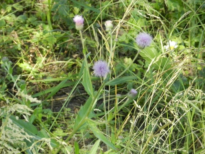 Бодяк полевой cirsium arvense