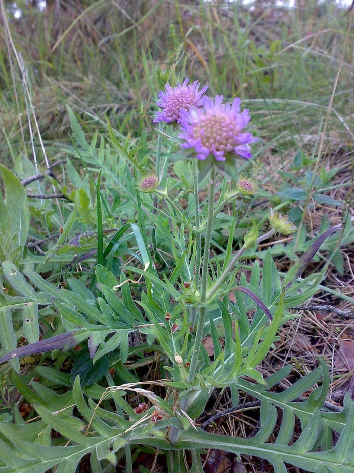 Короставник полевой (knautia arvensis)